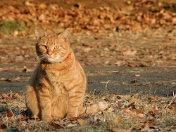 �����ө��Ƶķ���������