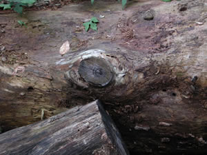 ʹ������������ûƽ�ָ���¾���˲��