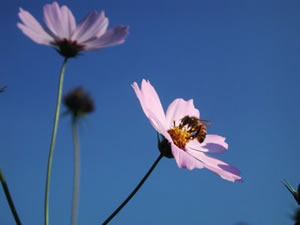 ʹ����������������ʻ���ͼ��