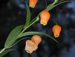 ʹ�������������������һƬ��ڵ�ԭ��(ͼ)