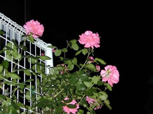 ʹ�������������������һƬ��ڵ�ԭ��(ͼ)